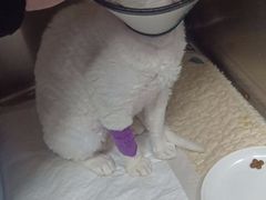 -宠颐生宠物医院·异宠猫科内科·诊疗中心宠巢店