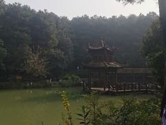 -铁山坪森林公园