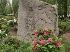 -莲花池公园