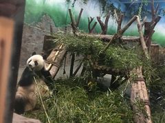 -成都大熊猫繁育研究基地-熊猫厨房