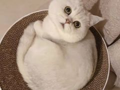 -欣宠猫屋·矮脚拿破仑·蓝金金渐层