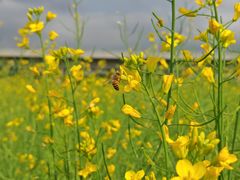 -光明小镇欢乐田园