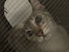 -创凡宠物医院·骨专科  猫科中心(西乡分院)