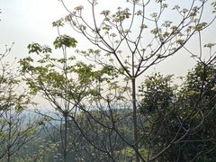 -火炉山森林公园