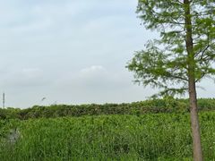 -广富林郊野公园