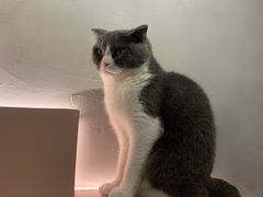 -猫儿山۰猫主题餐厅