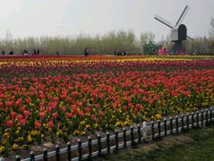 android_upload_pic-荷兰花海
