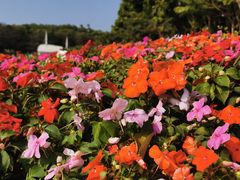 -深圳国际园林花卉博览园