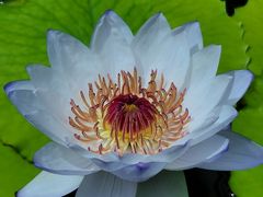 -国家植物园