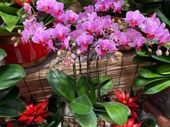 -双季花艺园艺市场(浦东店)