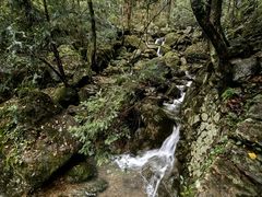 -天目山大树王景区