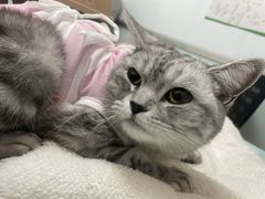 -宠福鑫康馨动物医院·骨科·眼科