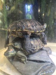 -酷嗒动物文化乐园(cutezoo西溪乐天城店)