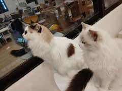 -有喵·猫咖·狗咖·30几只猫10只小狗(岗厦店)