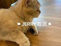-飞行喵MR PILOT|猫舍·猫咖(静安大融城店)