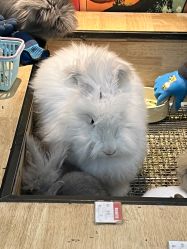 -神奇动物撸宠馆·羊驼·小浣熊·异宠(豫园店)