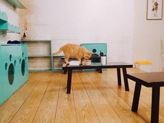 -萌喵咖啡屋(人民东路4号口M16商铺店)