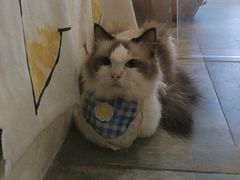 -楼上猫咖(罗湖店)