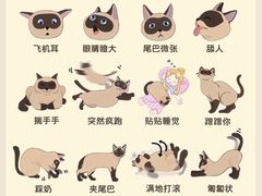 -翊宠yipet猫狗购宠庄园犬舍•猫舍