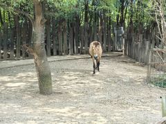 -常州淹城野生动物世界