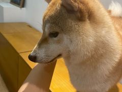 -南京Hallo宠物乐园·哈罗犬舍·柴犬繁育基地