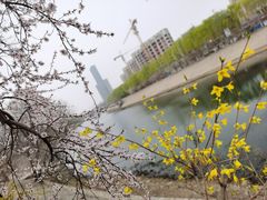 -桃花堤公园