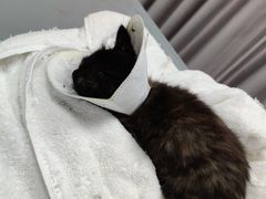 -宠物星动物医院·眼科·异宠·猫科(江南大道总院)