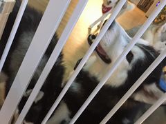 -Husky Go! 哈士奇体验馆·宠物咖啡厅狗咖