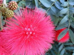 -金盆阿嬷香菇茶叶蛋(玄光店)