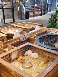 -酷嗒动物文化乐园(cutezoo西溪乐天城店)