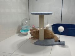-1013 PET SHOP精品宠物商店(丁香店)