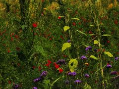 -紫海香堤香草艺术庄园