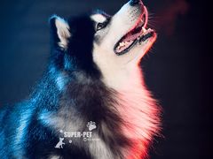 -超宠爱宠物摄影-Super pet