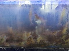 -阿尔法海鲜排档(爱琴海店)