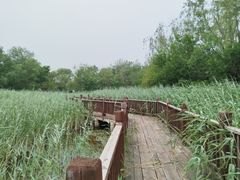 -塘沽森林公园