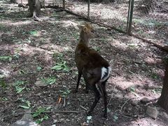 -合肥野生动物园