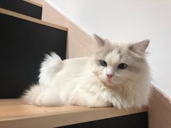 -瞄一喵猫咖(格力海岸店)