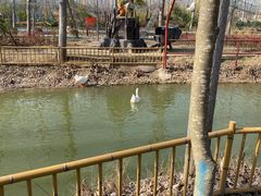 -合肥滨湖国家森林公园