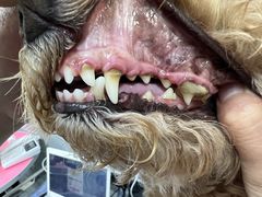 -宠福鑫康馨动物医院·骨科·眼科