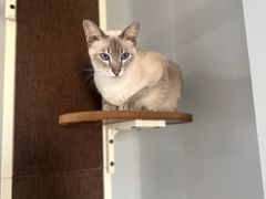 -Cappucimeow猫咪咖啡馆(韦伯时代店)