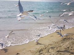 -海云台海滩