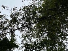 -都江堰普照寺