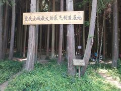 -武陵山森林公园