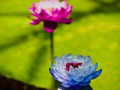 -国家植物园南园