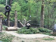 -都江堰中华大熊猫苑