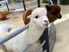 -洛阳龙门海洋馆