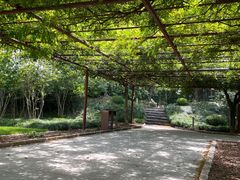 -嘉定紫藤园