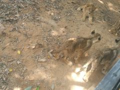 -泉州海丝野生动物世界