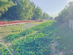 -御林古桑园