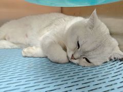 -特一安24小时宠物医院·骨科·中兽医